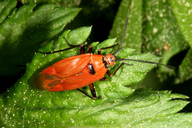 Calocoris nemoralis - Copyright Denis Bourgeois
